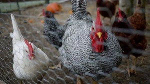 Bushy House Chickens